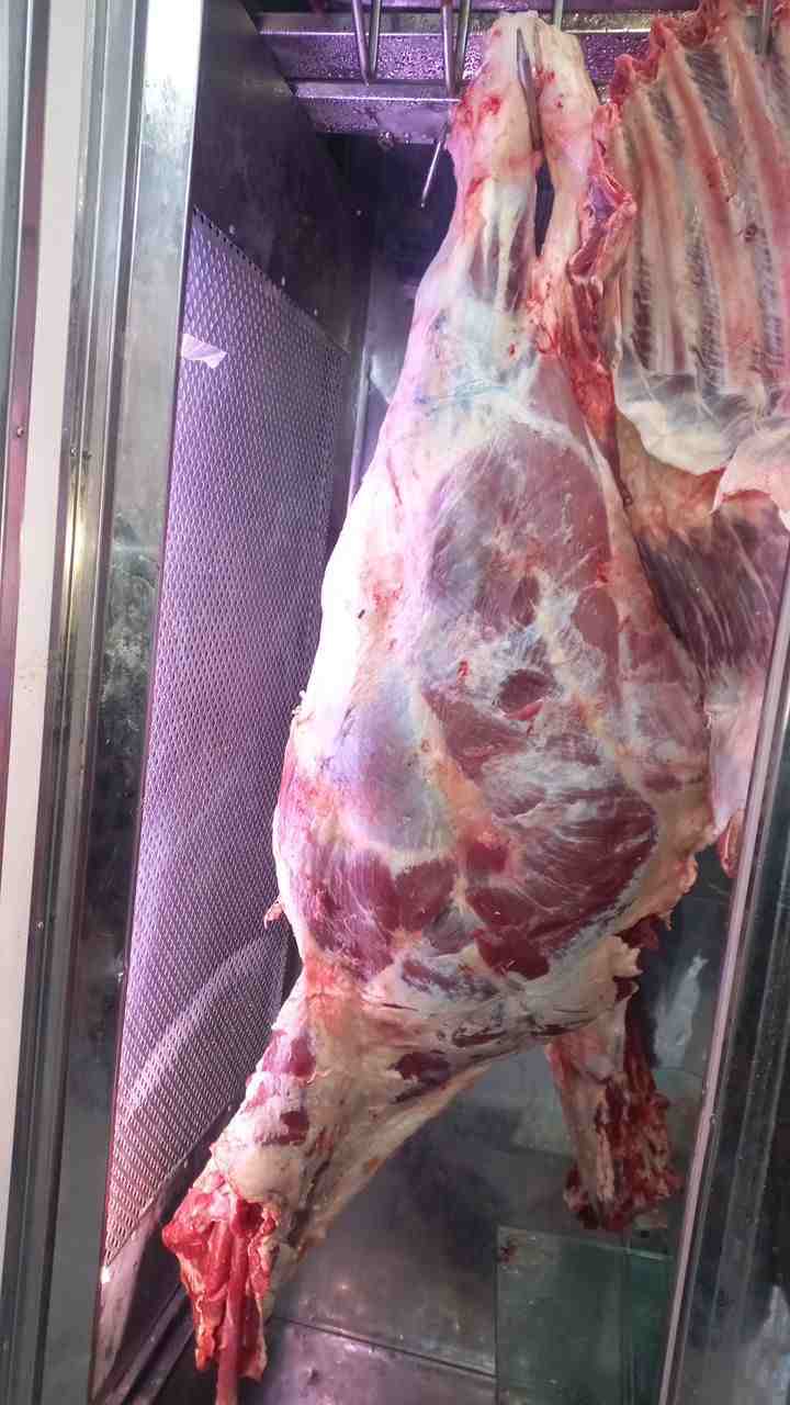 گالری قصابی اکبر قلی خانی