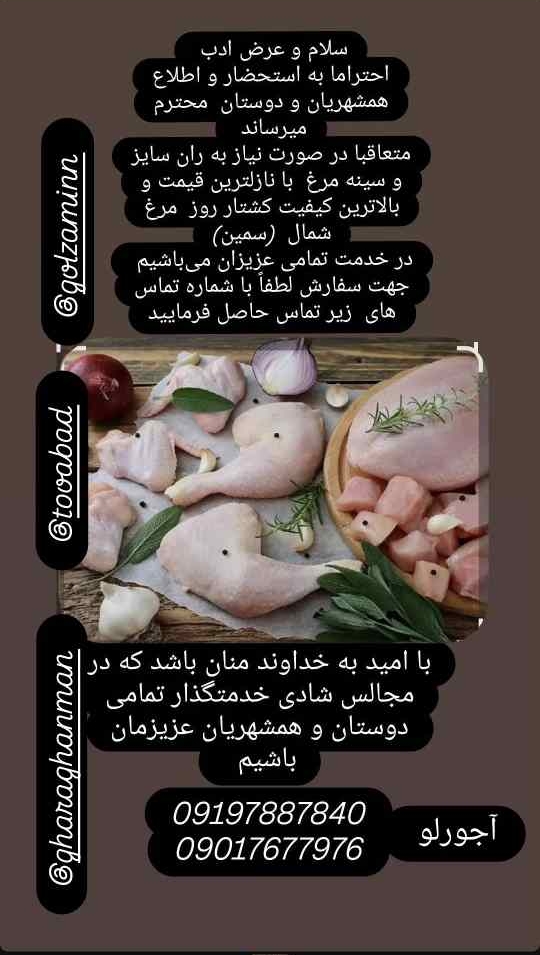 پخش مرغ