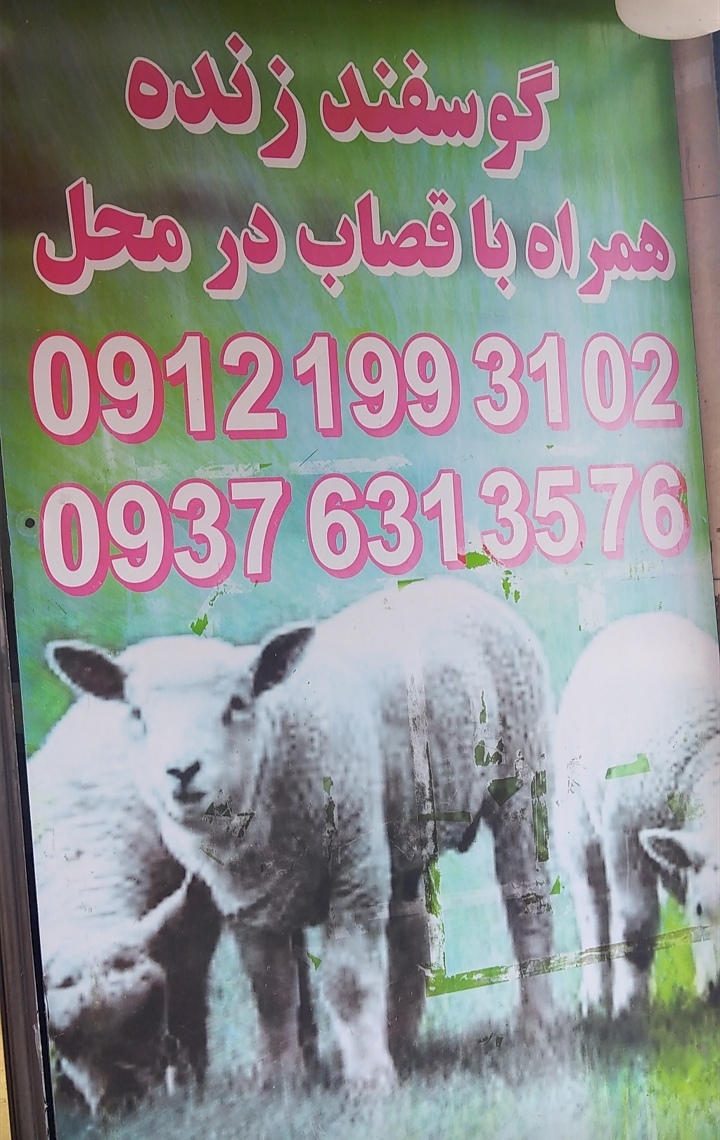 گوسفند زنده همراه